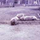 화봉상사 이미지