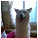 차차 이미지