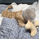 포유동물병원 이미지