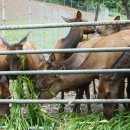 돼지가 미소지을때 이미지