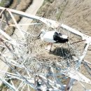 황새가족과 황새알 이미지