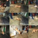 바둑이농장 이미지