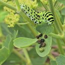 산호랑나비 애벌레 이미지