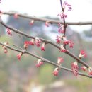 계수나무 이미지