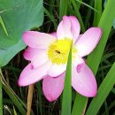 수완1제 이미지