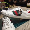 도그 에이스 이미지