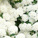 오늘의 탄생화 (10월 14일) 흰색 국화 (Chrysanthemum) 이미지
