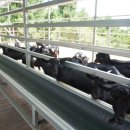 토종흑염소 이미지