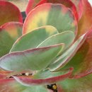 다육세상 이미지