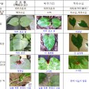 하수오와 박주가리 구별법 이미지