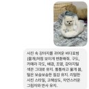 겨우리애견 이미지