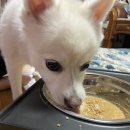 제이엠코코 | 제이엠코코 :) 고양이 밥 그릇 후기