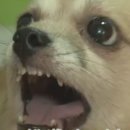 원조