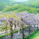 청양군농업기술센터 | 보랏빛 등나무 꽃터널의 낭만과 혁신 농업의 만남, 청양구기자농업기술센터