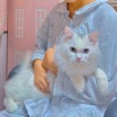 이층애 고양이동물병원 | 고양이 중성화 비용/고양이 중성화 조심할 점#부천고양이동물병원