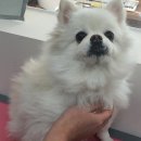 이뻐진개 이미지