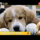 나누리펫 이미지