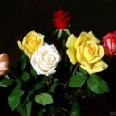 RoseDay 이미지