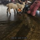 22개월 아기랑 제주 새별프렌즈 동물원 먹이체험 후기