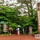 비자림의 아침 이미지