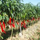 진소농장 이미지