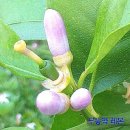 (주)경동제약-냉동제조 허가(2014-7) | 친환경 제주레몬 1kg 1만원 판매합니다.