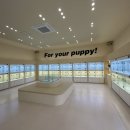 인천강아지분양 홍스퍼피 본점 이미지