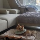 단단스테이 이미지