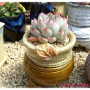 모란농장 이미지