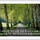 하늘생명나무