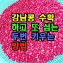 강남콩 수확하고 또 심는 두번 키우는 방법 이미지