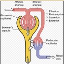 Re: 통풍환자, 만성신장질환(신부전) 관계 2015년 메타분석!! 이미지