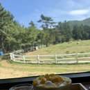 남면목장 | 남해 독일마을, 양마르뜨 양떼 목장, 남해피자맛집 헐스밴드, 남해 다랭이마을 후기