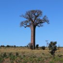 바오밥나무 이미지