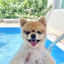 잔교하우스 | 양양 숙소 추천! 아이들과 가기 좋은 애견동반 가능 풀빌라 '잔교하우스'