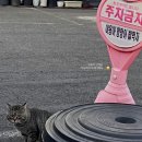 야옹아멍멍아밥먹자