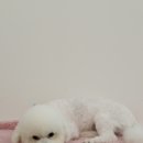 개등드리# 이미지