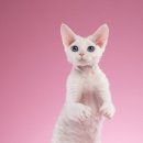 랙돌캐터리 이미지