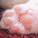 고양이발바닥 이미지