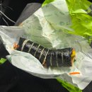 메종드라르떼 | 25.10.26(루피랑 부천데이트)