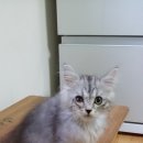 홍시집 막내아들 네이버블로그