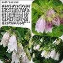 섬초롱