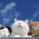 루스트플레이스 이미지