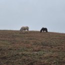 연암목장 이미지