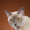 버미즈 고양이[Burmese Cat] 이미지