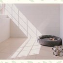 강아지 보호센터 이미지