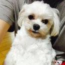 메리 동물병원 이미지