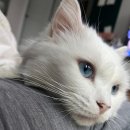 재진축산 | 고양이 중성화 비용, 수컷·암컷 실제로 얼마 나오나요