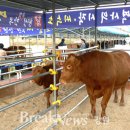 횡성한우 이미지