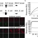 꿀벌(Honey B 이미지